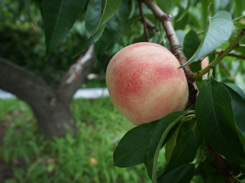 信州産（川中島平産）果汁たっぷり！川中島白桃　６入れ