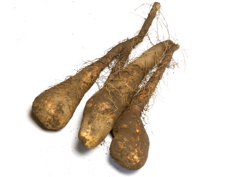 とろろ旨み濃厚 農薬不使用 短形自然薯 5kg