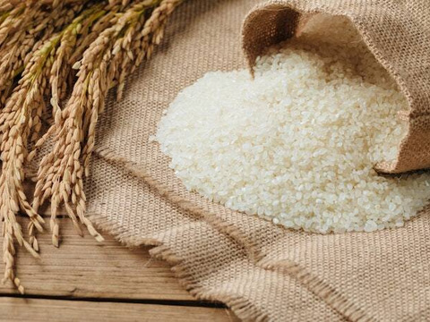 自家生産でこだわりあり！岐阜 ハツシモ　令和7年産  30キロ　玄米🌾