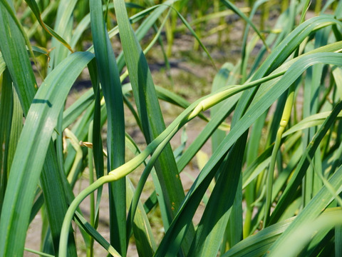 【期間限定！】北海道産 農薬不使用「にんにくの芽」500ｇ
