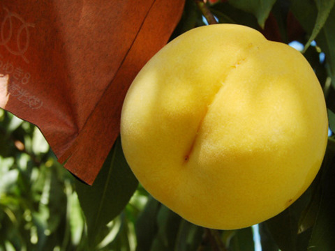 黄色い桃【黄貴妃】１.２ｋｇ（4~５個位）