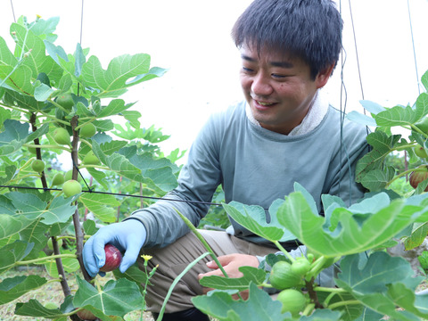 【朝採れ完熟！糖度18度以上も！？】淡路島産 イチジク9個入り（栽培期間中、農薬・化学肥料不使用）