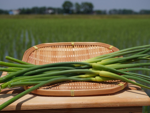 【期間限定！】北海道産 農薬不使用「にんにくの芽」500ｇ