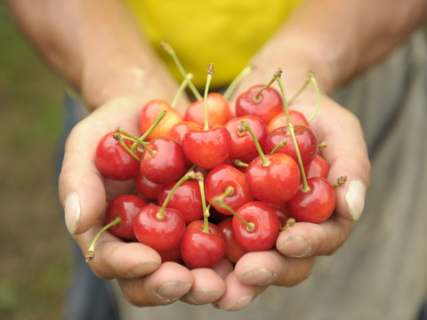 月山錦500ｇ【予約販売】北海道・芦別産さくらんぼ【大橋さくらんぼ園】7月中旬～発送