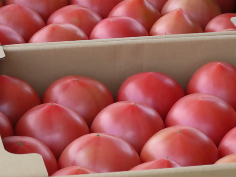 【夏の福袋】レシピ付き『陽の香り』トマトソース＆フレッシュトマトの詰め合わせセット