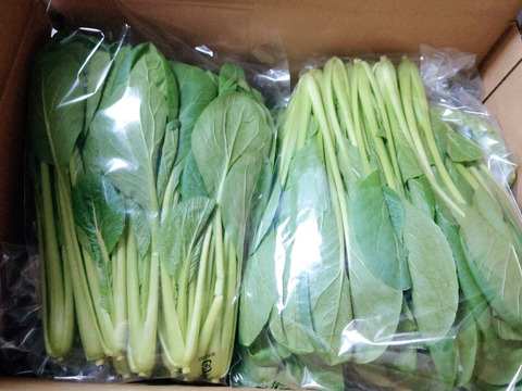 京の冬野菜セット【漢方栽培】