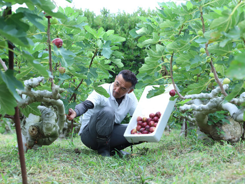 【朝採れ完熟！糖度18度以上も！？】淡路島産 イチジク9個入り（栽培期間中、農薬・化学肥料不使用）