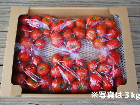 【10%OFF・大容量3kg】アルテトマトなかま☆コクと旨味をギュっと濃縮！フルーツトマト【シーズン残りわずか】