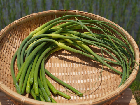 【期間限定！】北海道産 農薬不使用「にんにくの芽」500ｇ