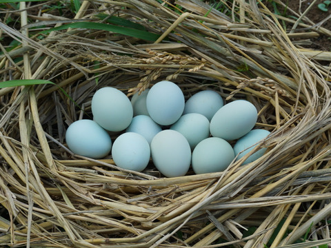 【オメガ３が普通の卵の４倍！】24時間放牧養鶏卵、24個(6個×4パック)アローカナの産む幸せの青い卵、下田ブルー！！