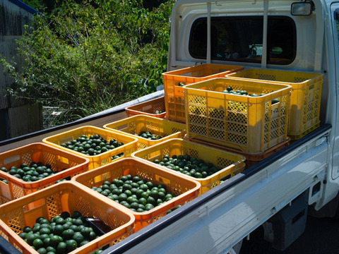 数量限定！ お試し神山すだちBOX