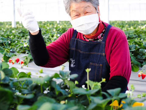 【ゲン担ぎ福袋】『とちあいか/ミルキーべりー　ゆりかーご』紅白！贈答用厳選！1パック9～15粒【ゆりかーご】450g以上　※熨斗対応・日付指定可※