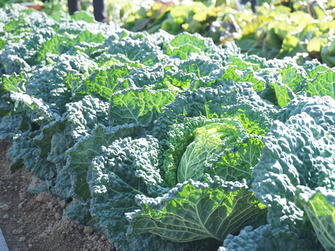 冬の定番！【京都産】　サボイキャベツ　２玉（約１kg）