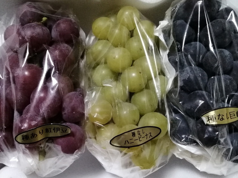 ✨🍇第一弾　2024ぶどう3種食べ比べセット🍇✨
　　　紅伊豆　・　ハニービーナス　・　巨峰
【ご家庭用・中房各１房入・計約1.3㌔位入】