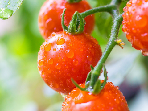 <2本まとめ買い！>樹上完熟有機ミニトマト100％(無垢のトマト)プレミアム高糖度トマトジュース 1リットル （完全無添加）