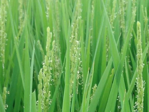 京都の料亭御用達【白米】20kg 
 コシヒカリ 特別栽培米 令和4年産 京丹波産 一等米