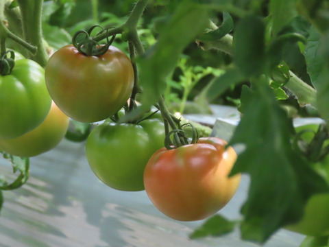☆訳アリ☆『陽の香り』2キロ箱満杯詰め　長野の自然が育てた恵　桃太郎トマト