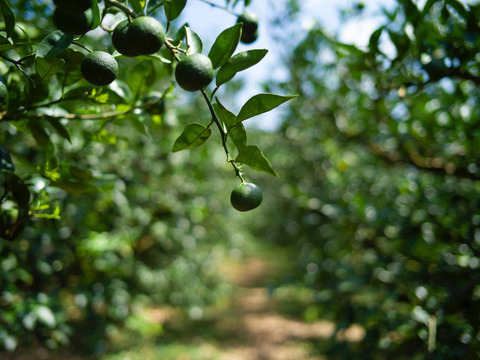 数量限定！ お試し神山すだちBOX