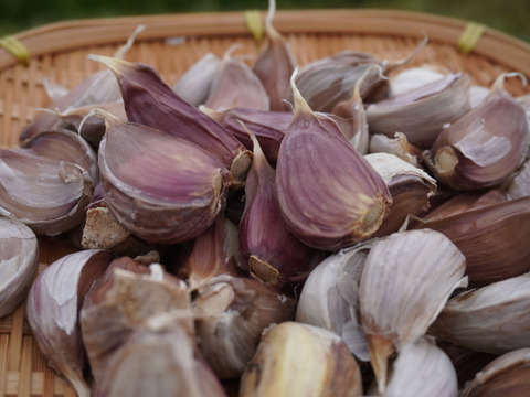 【小さめ ピンク バラにんにく】 600g  北海道産 北海道在来種 農薬不使用自家栽培にんにく