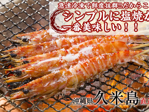 活〆急速冷凍車海老 500g 25 29尾 沖縄久米島のプリっと鮮度抜群 沖縄久米島ブランド車海老 中サイズ 約14cm お刺身可 熨斗対応可 クール便料金0円 沖縄県産のエビ 食べチョク 産地直送 産直 お取り寄せ通販 農家 漁師から旬の食材を直送
