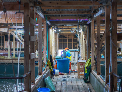 とらふぐのたたき（小皿）/1皿