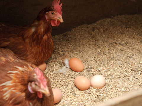 沖縄の日差しを浴びてのびのびとすごす鶏のＥＭ平飼いたまご160個+10個割れ保障