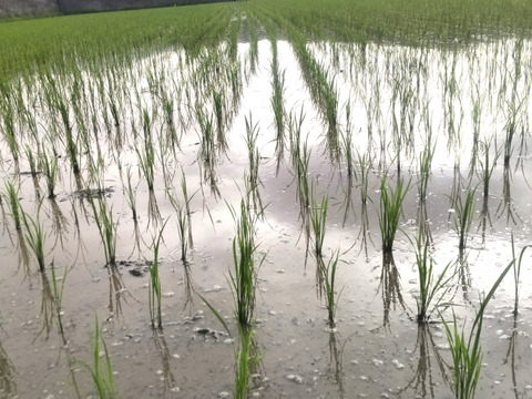 農薬化学肥料不使用！Ｒ７年産『タキタテ』白米うるち真空パック１ｋｇ×３ｐ　信州佐久穂産