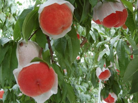 桃名人厳選　“桃“【白桃】2kg(5-8玉）8月収穫品種