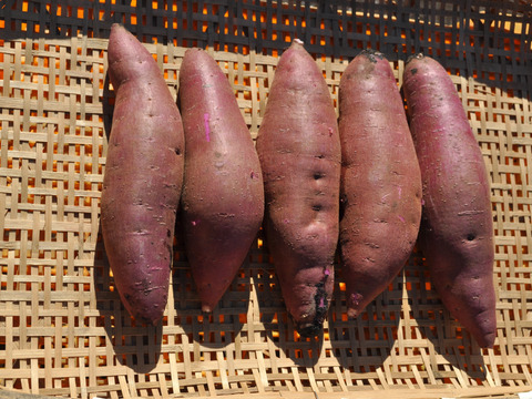 【訳あり品！】ふくむらさき.サツマイモ　茨城県産　5kg M〜2L 土付き