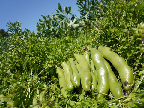 空豆★朝収穫当日発送（ご家庭用・２ｋｇ）