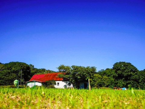 平飼いたまご 24個（6個×4パック）