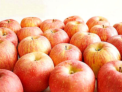 【りんごの予約】福島の林檎　サンつがる5ｋｇ（16～22玉）　ギフト・贈答用【8月下旬お届け】