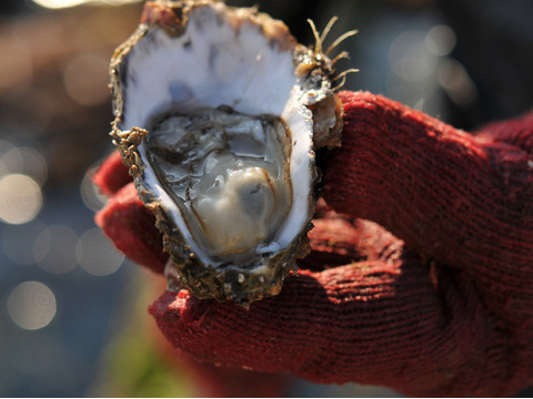 【冷凍】揚げてるかきフライ6個入　電子レンジで簡単調理♪　広島県産生食用かき　ご自宅用！