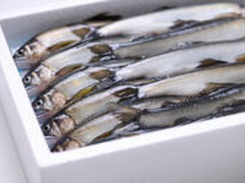 湯布院　銀鱗鮎　名水育ち　生鮎1Kg（１０匹～１３匹）