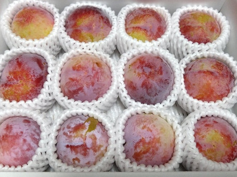 すもも】 【ご家庭用】 貴陽 約1.2キロ 【プラム】【訳あり】【夏