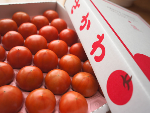 【秀品セレクト1,600g】コクと旨味をギュっと濃縮!フルーツトマト【冬~春が旬!】