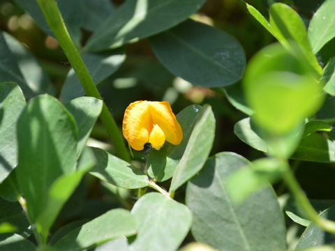 【※販売中※】生落花生　おおまさり　2.5㎏