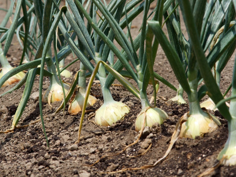 数量限定！淡路島新玉ねぎ　Sサイズ　5㎏箱