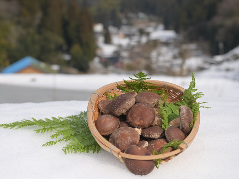 荒廃した里山再生を食べて支援！富山県産・原木生椎茸（生）1kg