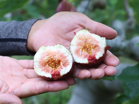 【朝採れ完熟！糖度18度以上も！？】淡路島産 イチジク9個入り（栽培期間中、農薬・化学肥料不使用）