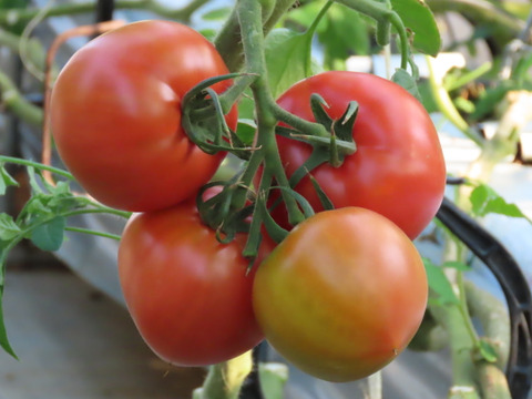 【夏の福袋】レシピ付き『陽の香り』トマトソース＆フレッシュトマトの詰め合わせセット