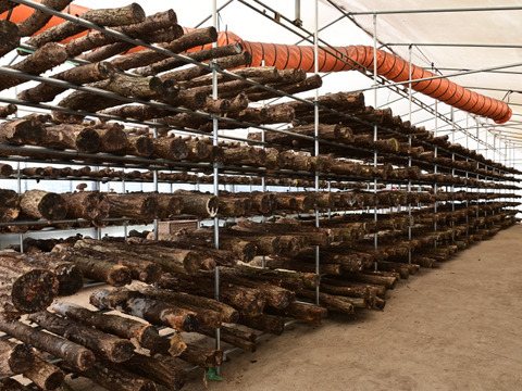 荒廃した里山再生を食べて支援！富山県産・原木生椎茸（生）1kg