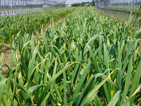 【期間限定！】北海道産 農薬不使用「にんにくの芽」500ｇ