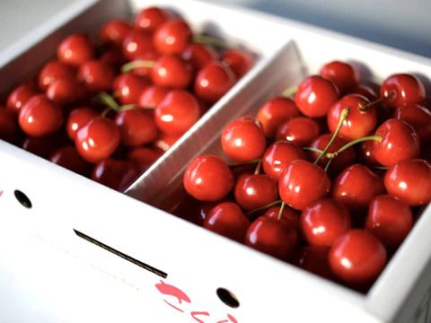 【 🍒30箱限定価格🍒 】【 さくらんぼ:紅秀峰 】山形県天童産  300g パック詰め 【 果肉がジューシー 】【 お試し商品 】母の日ギフト 父の日ギフト 御中元【 朝どれ 】