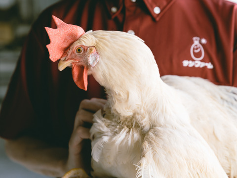 180個入り桜たまごＭサイズ（破損補償10個含む）通年冷蔵便発送【熨斗対応可】