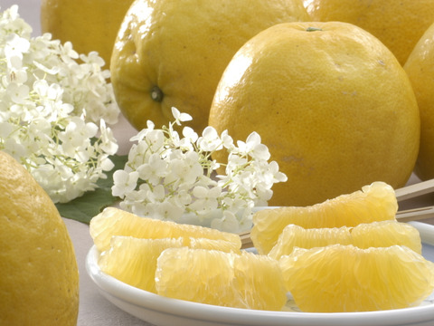 【家庭用10kg】夏文旦　濃厚ジューシー！潮風を浴びた高知県育ちの夏文旦　南国みかん　オレンジ