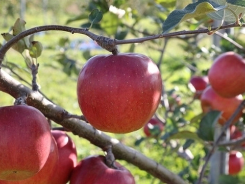 残り1箱!早い者勝ち!果汁たっぷり!特別貯蔵スマートフレッシュ!シナノスイート🍎2.5kg(10〜11個)