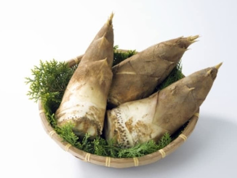 柔らかい 京都の春を味わう『京都山城産 朝堀たけのこ 3kg』（皮付き3～4 野菜
