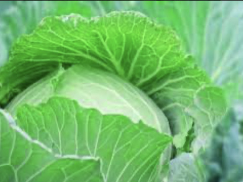 有機JAS認定ぼかし肥料のみで栽培したプレミアフルーツキャベツ1ヶ約1.3-1.5Ｋ4玉