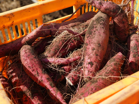 ２大人気品種！べにはるか、シルクスイート詰合せ